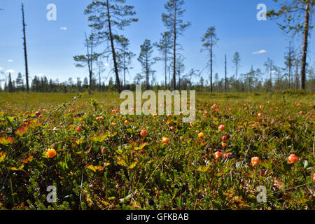 Morass with lot of cloudberrys and blue sky in background, picture from the North of Sweden. Stock Photo