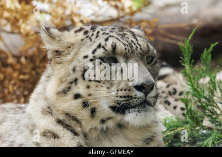 close up portrait of snow leopard Stock Photo