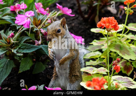 Grey squirrel in a garden eating nut Stock Photo