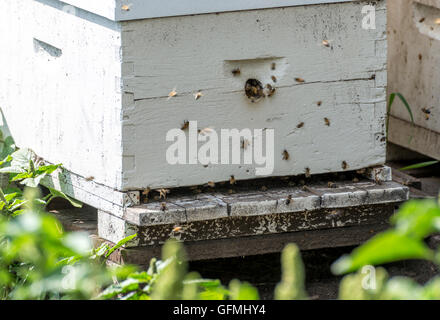 Honey bees entering and exiting a hive Stock Photo