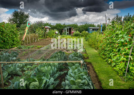 Malmesbury, Wiltshire, UK. 30th July, 2016. UK Weather. Rain clouds gather over an allotment as gardeners work to harvest their produce before the rain starts to fall. Malmesbury, Wiltshire - UK. Credit:  Terry Mathews/Alamy Live News Stock Photo