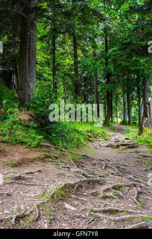 tree roots in our way across the forest Stock Photo - Alamy