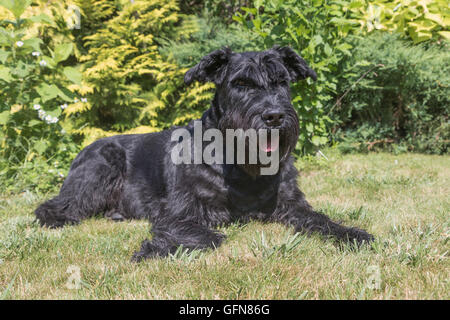 Portrait of the Giant Black Schnauzer dog lying on the lawn and looking at the camera. Stock Photo