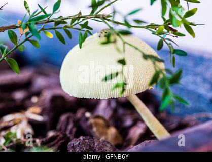 Wild mushroom growing under a bush on the forest floor. Shallow depth of field. Focus on front of mushroom. Stock Photo