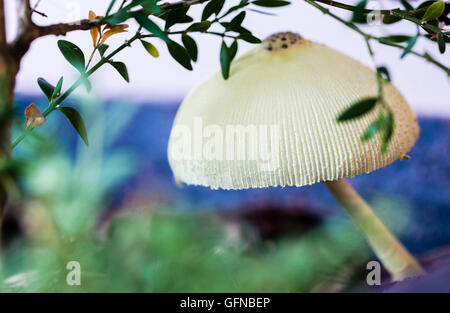 Wild mushroom growing under a bush on the forest floor. Shallow depth of field. Focus on front of mushroom. Stock Photo