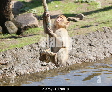 Playful young Barbary macaque  (Macaca sylvanus) hanging from a rope above water at Apenheul primate zoo, The Netherlands Stock Photo