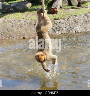 Playful young Barbary macaque  (Macaca sylvanus) hanging upside down from a rope above water Stock Photo