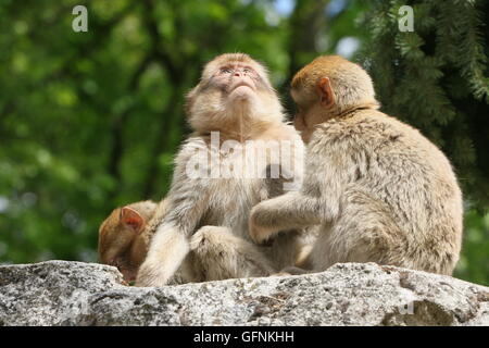 Small group of Barbary macaques (Macaca sylvanus) on a rock Stock Photo