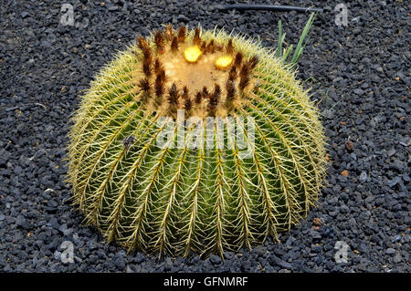 Golden barrel cactus Latin name Echinocactus grusonii Stock Photo