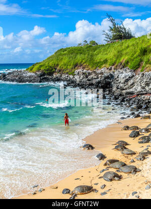 Hawaiian green sea turtles rest on beach while people enjoy sea at Hookipa Beach Stock Photo