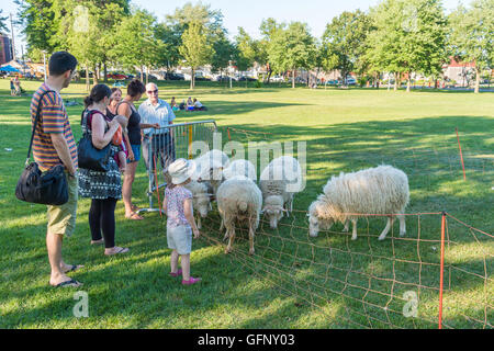 Montreal, Canada - 31 JUly 2016: Sheep are used to cut grass in Rosemont-Petite Patrie. Stock Photo