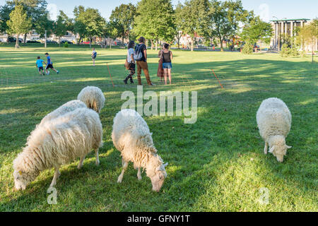 Montreal, Canada - 31 JUly 2016: Sheep are used to cut grass in Rosemont-Petite Patrie. Stock Photo