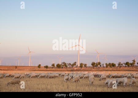 Flock of sheep grazing at electric wind turbines farm, Spain Stock Photo