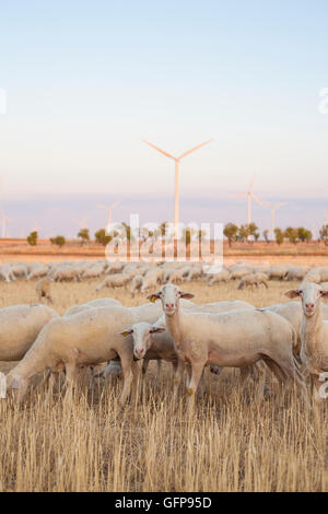 Flock of sheep grazing at electric wind turbines farm, Spain Stock Photo