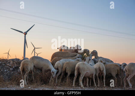 Flock of sheep grazing at electric wind turbines farm, Spain Stock Photo