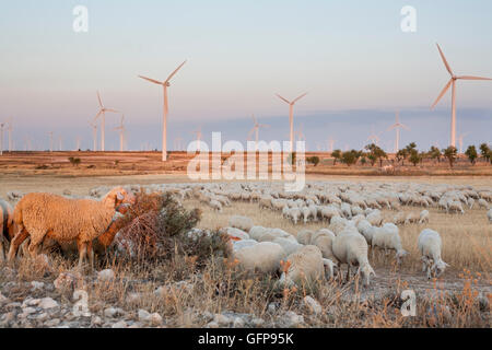 Flock of sheep grazing at electric wind turbines farm, Spain Stock Photo