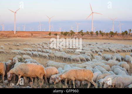 Flock of sheep grazing at electric wind turbines farm, Spain Stock Photo