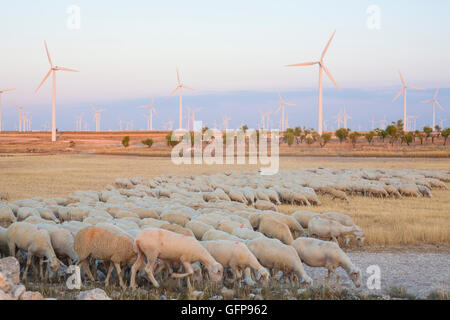 Flock of sheep grazing at electric wind turbines farm, Spain Stock Photo