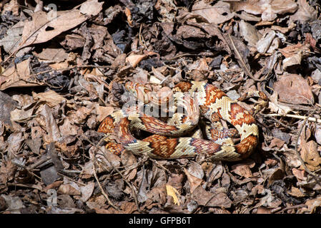 Mexican Lyre Snake Trimorphodon tau El Tuito, Jalisco, Mexico 12 June ...