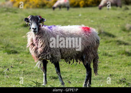 North Lakes sheep marking with brightly coloured paint, Cumbria, England, UK Stock Photo