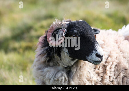 North Lakes sheep marking with brightly coloured paint, Cumbria, England, UK Stock Photo