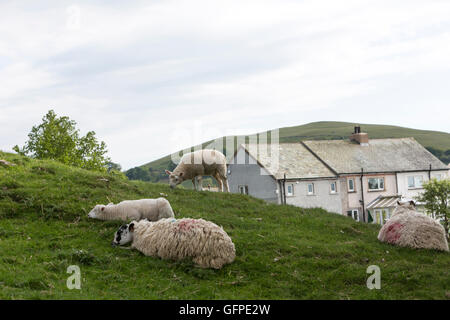 North Lakes sheep marking with brightly coloured paint, Cumbria, England, UK Stock Photo