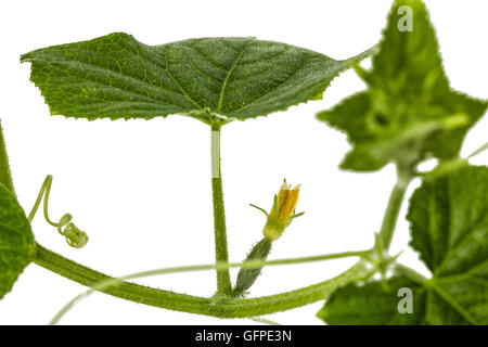 Young flower of cucumber, isolated on white background Stock Photo