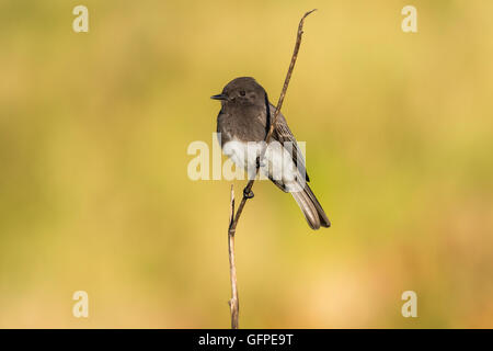 Adult Black Phoebe perching looking for prey Stock Photo