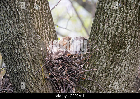 Adult Red-tailed Hawk in the nest Stock Photo