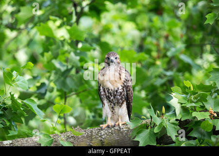 Juvenile Red-tailed Hawk fledgling out of the nest Stock Photo