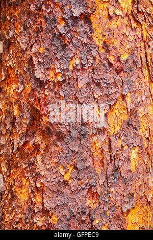 Corymbia terminalis, also known as the desert blood wood, is a tree native to Australia Stock Photo