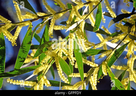 Yellow flowers of the Sydney Golden Wattle (Acacia longifolia) in the Royal National Park, New South Wales, Australia. Stock Photo