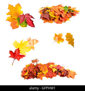 collection beautiful colorful autumn leaves isolated on white background Stock Photo