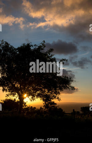 Silhouette of trees at sunset on a summer evening at Werneth Low country park, Hyde, Greater Manchester. Stock Photo
