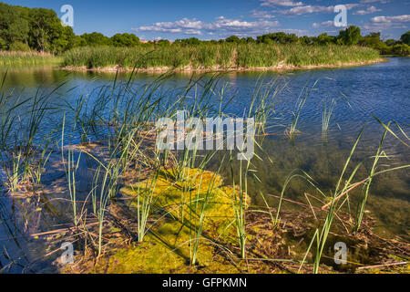 Lagoon at riparian zone in Verde River Valley, Dead Horse Ranch State Park, near Cottonwood, Arizona, USA Stock Photo
