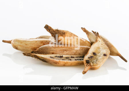 Exotic tropical fruit called piñuela (Bromelia pinguin)isolated in white background Stock Photo