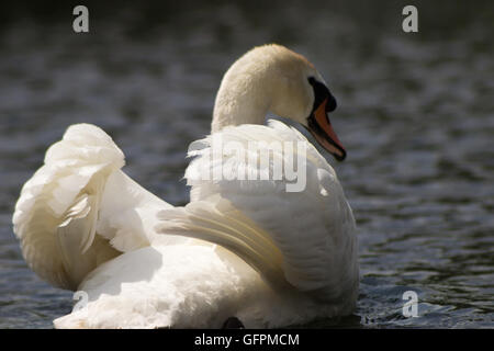 Beautiful white Swan Swan floating on the water Stock Photo