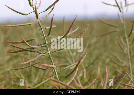 Rapeseed field, Blooming canola flowers close up Rapeseed seed pods Stock Photo