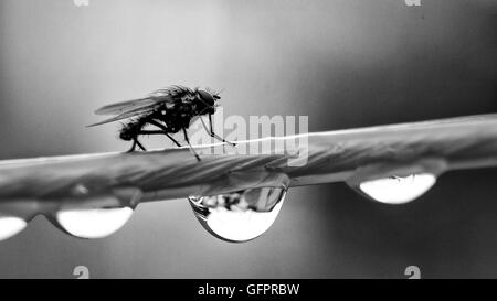 Fly on a washing line in the rain. Stock Photo