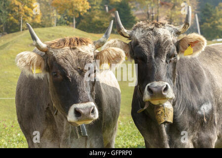 Image of two horned cows in a field Stock Photo