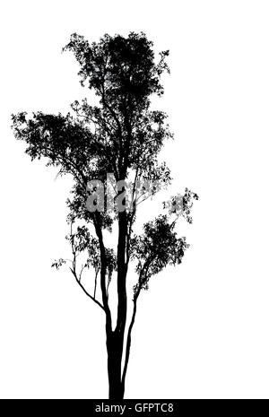 a single tree silhouette on white background Stock Photo