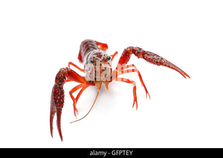 Red crayfish on white background Stock Photo