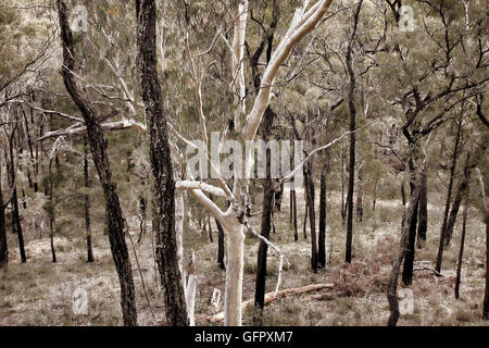 beautiful native bush trees growing in Australia Stock Photo