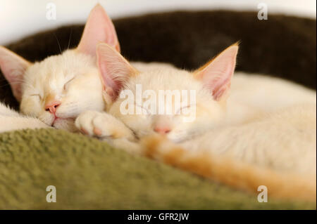 Kittens sleeping is two adorable white kitties cuddled up together having their daytime cat nap. Stock Photo