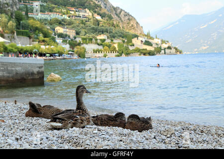 Female mallard duck (Anas platyrhynchos), Lake Garda, Lago di Garda, Italy Stock Photo