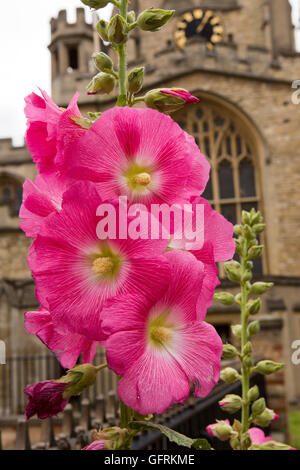 UK, England, Bedfordshire, Bedford, red Hollyhock flowers, Alcea rosea in St Pauls churchyard Stock Photo