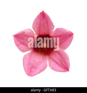 pink flowers of Brachychiton bidwillii, dwarf kurrajong, isolated on white background Stock Photo