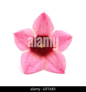 pink flowers of Brachychiton bidwillii, dwarf kurrajong, isolated on white background Stock Photo