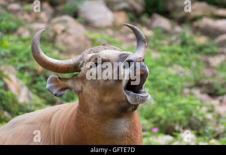 Male banteng (Bos javanicus) are mouth open screaming . Stock Photo