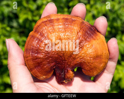 Lingzhi, Ganoderma ,Reishi semi dried Held in the hand Stock Photo